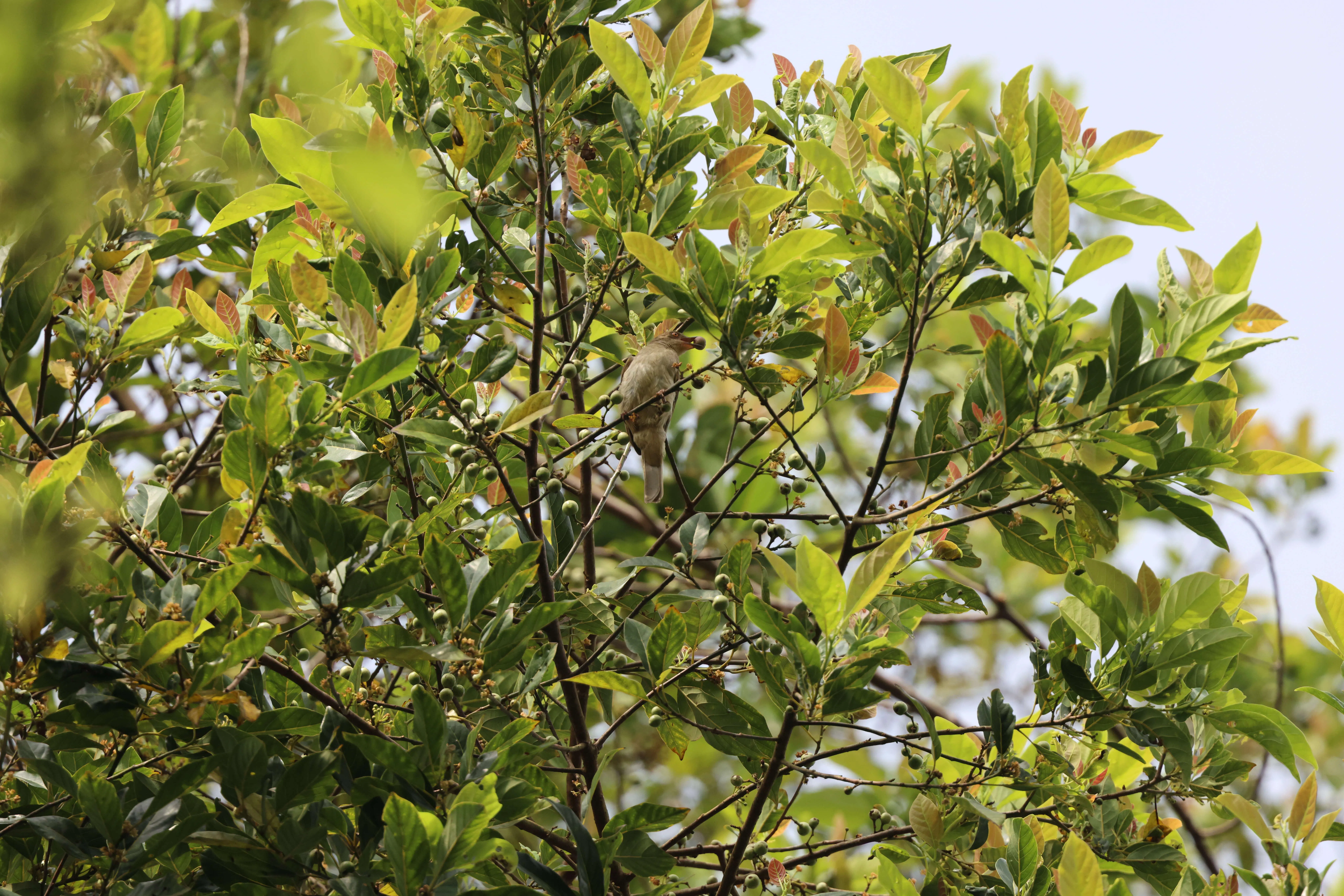 亚洲红眼鹎在觅食梅当树（Litsea elliptica）果实。（冯芷君提供）