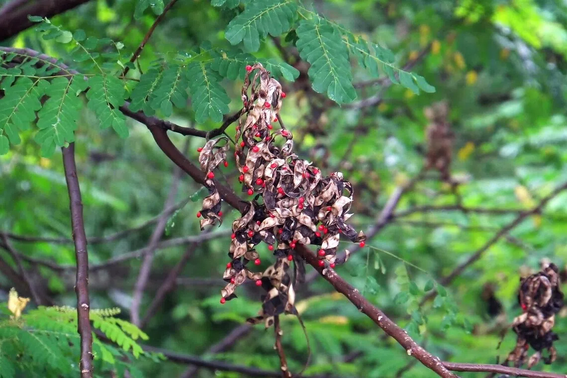 相思树一圈一卷的露出血红的相思子。（夏心摄）