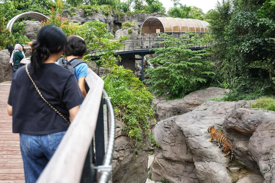 亚洲雨林探险园为保留原有树林，让高架步道绕着大树蜿蜒穿梭而建，也让访客可从林地视角一直往上走至树冠高度，从多重角度欣赏树林。（何家俊摄）