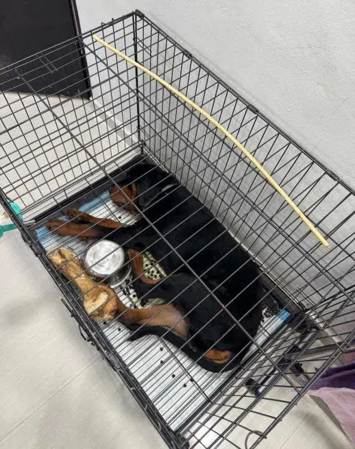罗威纳犬体型较大，因笼子空间不足，无法舒适地躺下、站起、转身或坐下。（取自法庭文件）