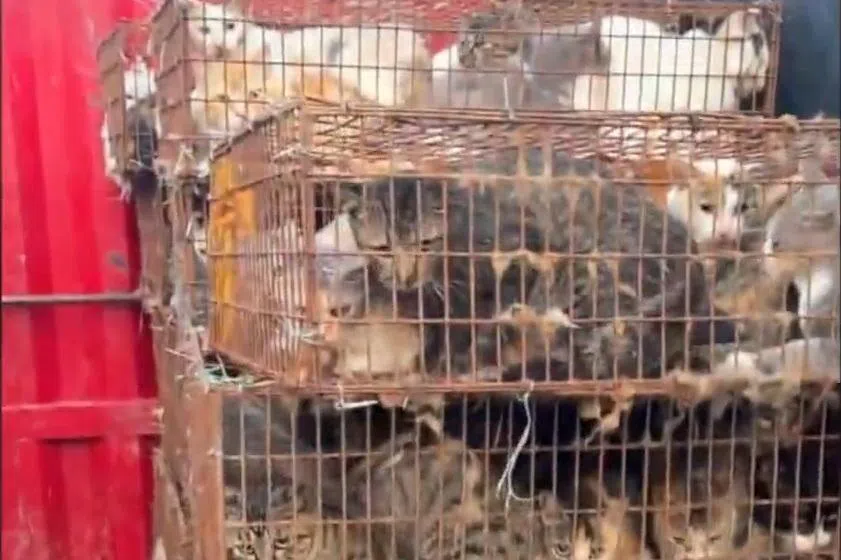 数百只猫遭盗窃转运 中国警方抓获两男