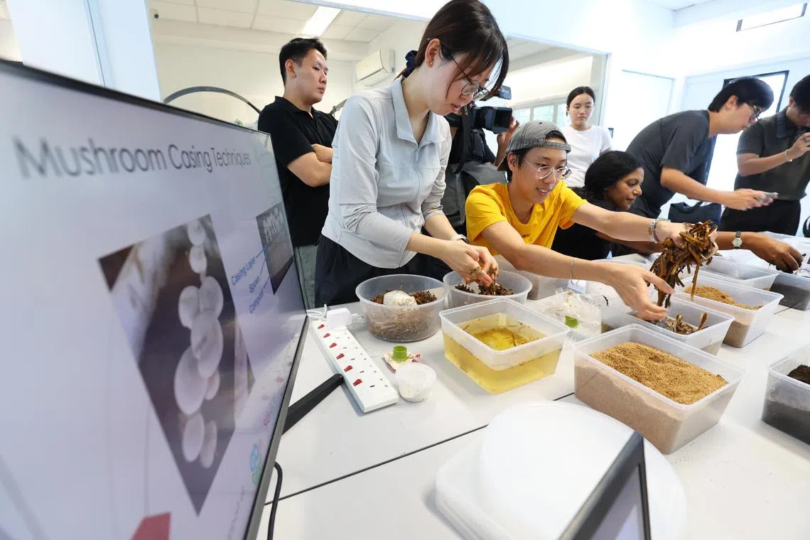 Mushroom World Academy与新加坡生态基金获奖者Vidacity联合举办蘑菇种植工作坊，巧妙利用可回收材料栽种蘑菇，推广废物管理理念，同时助力实现减碳目标。（何家俊摄）