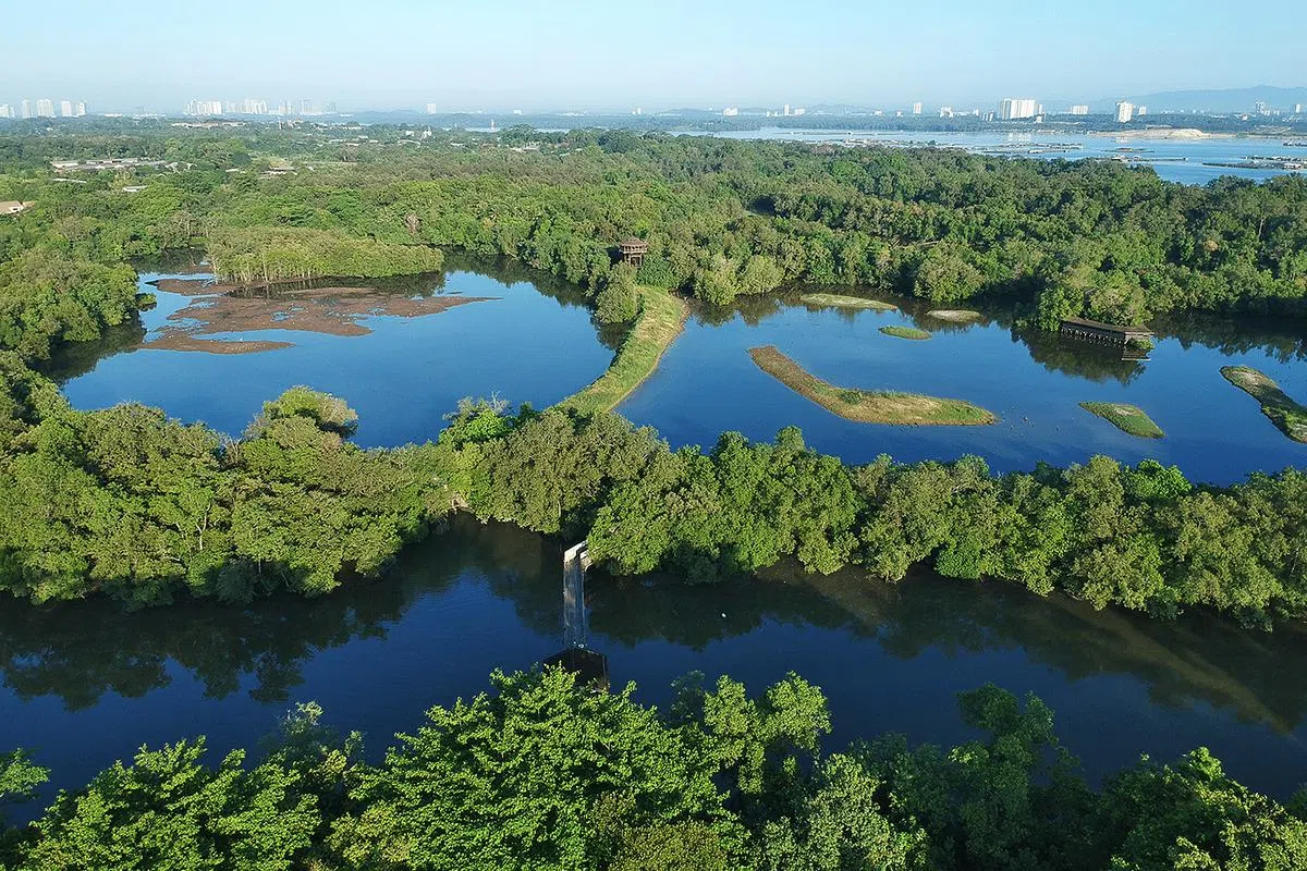 红树林可以作为海岸的自然防护，但却面对一些局限。（档案照）