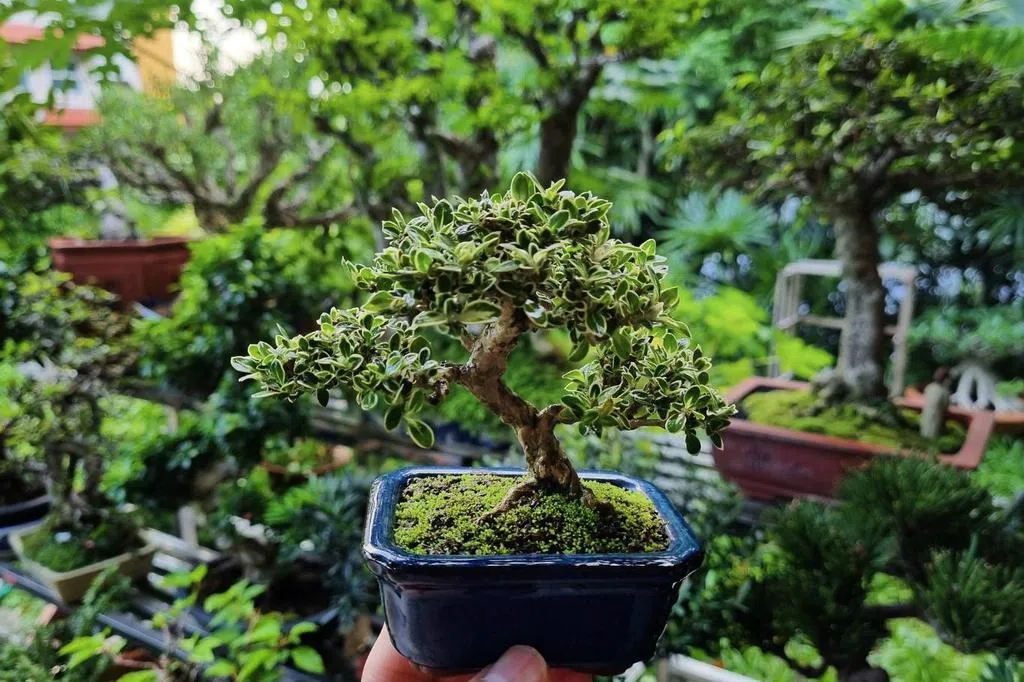 林弘谕：迷你盆栽展顽强生命