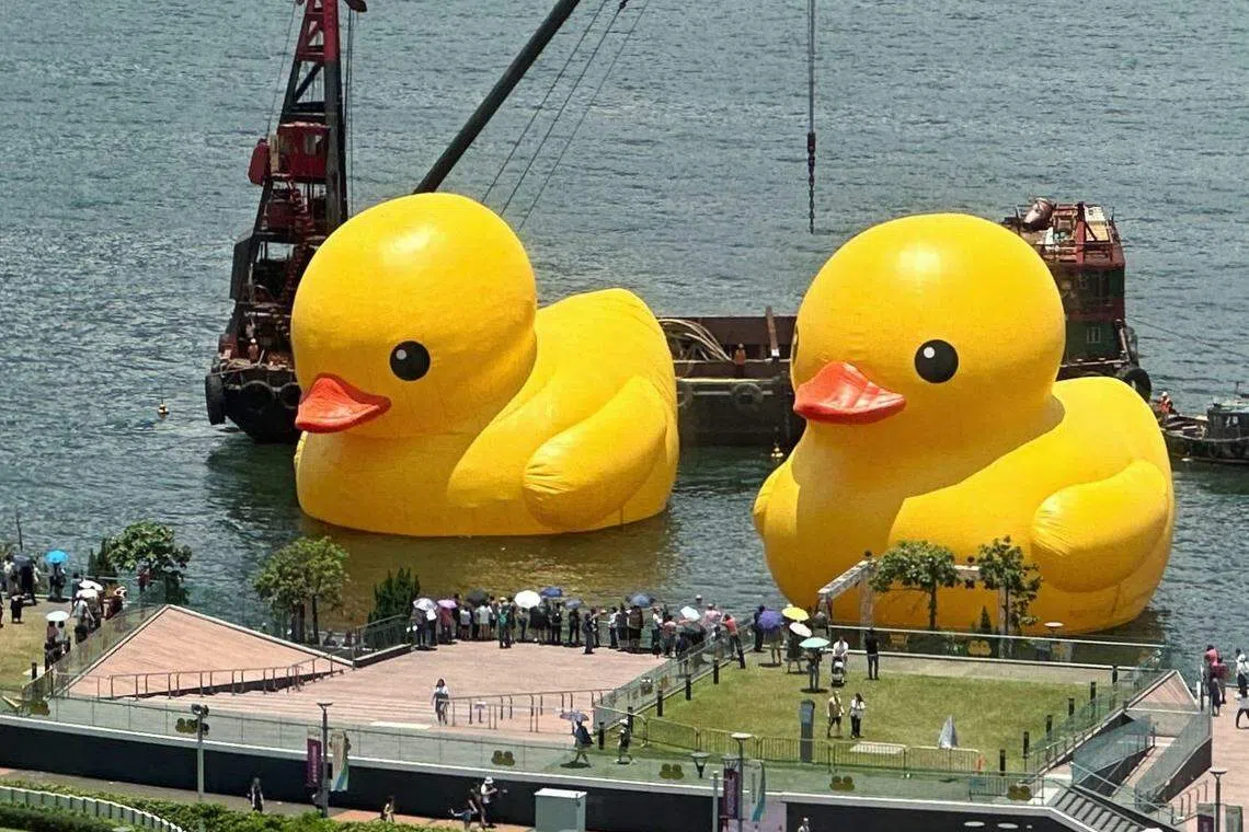 两天前漏气的巨型黄色橡皮鸭经过充气后，双鸭再度同框，与香港市民和游客见面。（香港中通社）