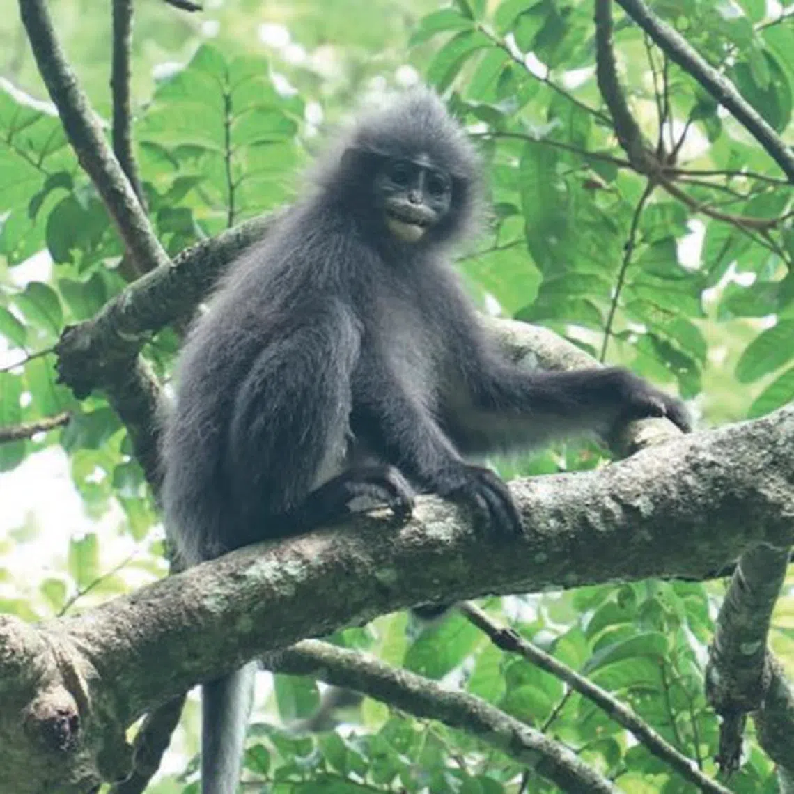 爪哇棕褐叶猴在印尼栖息，IUCN红色名录等级是易危。（Arif Setiawan/Swaraowa摄 ）