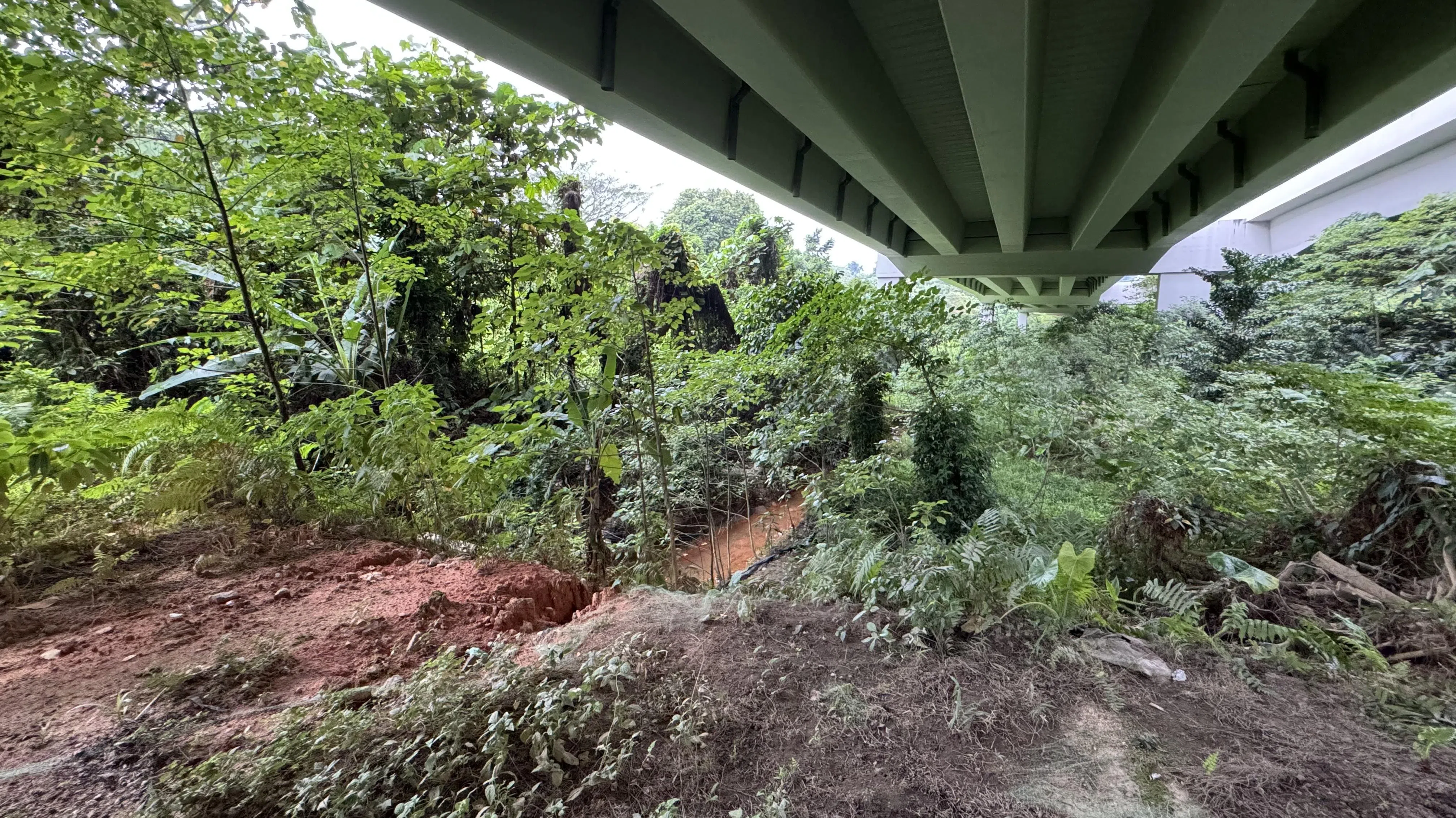 高架桥下阳光不足，绿意秃了一块。右图中小溪的水草被泥沙染黄。（陈宇昕摄）