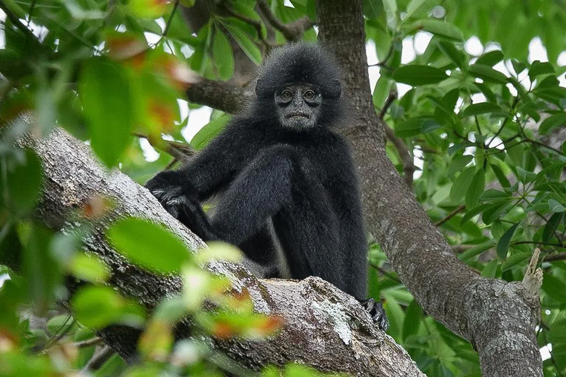 婆罗洲叶猴分布在文莱、印度尼西亚和马来西亚，IUCN红色名录等级是极危。（Chien Lee摄）