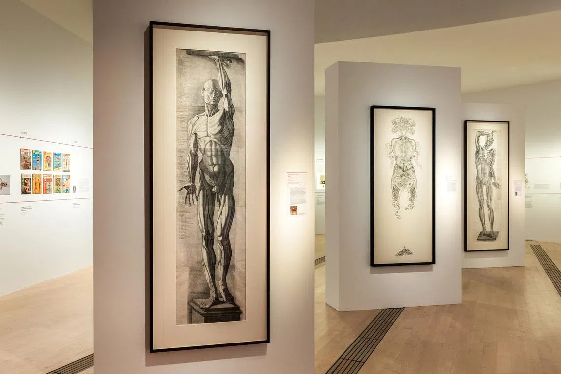 安东尼奥·卡塔尼真人大小解剖版画《正面解剖图》（前）与《肌肉第二层》（后）与香港艺术家徐世琪作品《朱莉》（中）并列。（档案照）