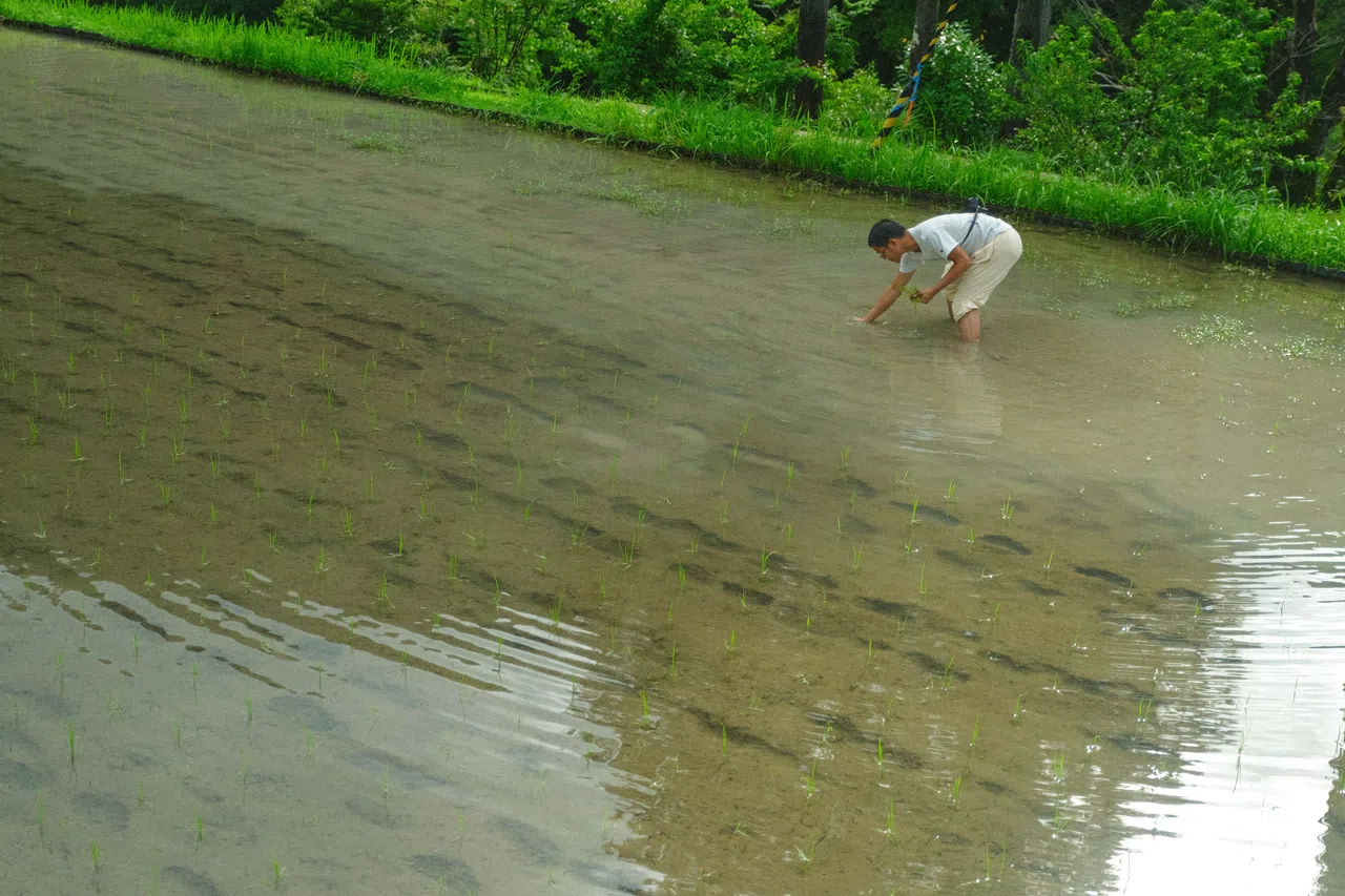 新加坡农人李先捷承包了一块祖辈传下的稻田。（受访者提供）
