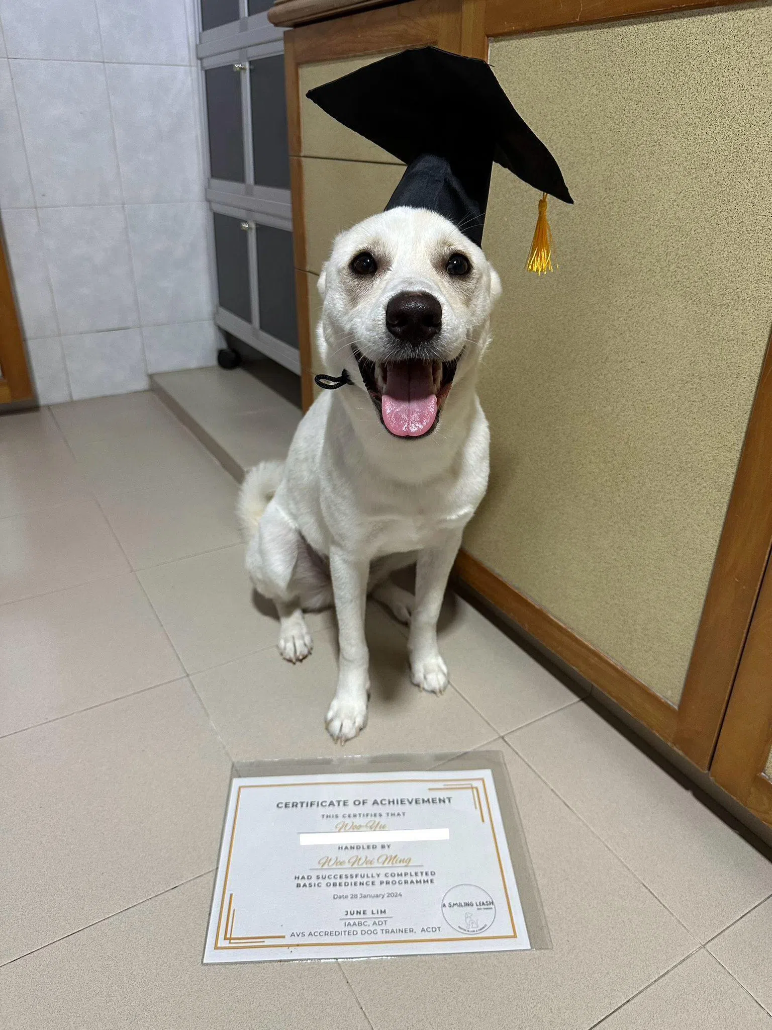 韩国珍岛犬Woo Yu。（受访者提供）