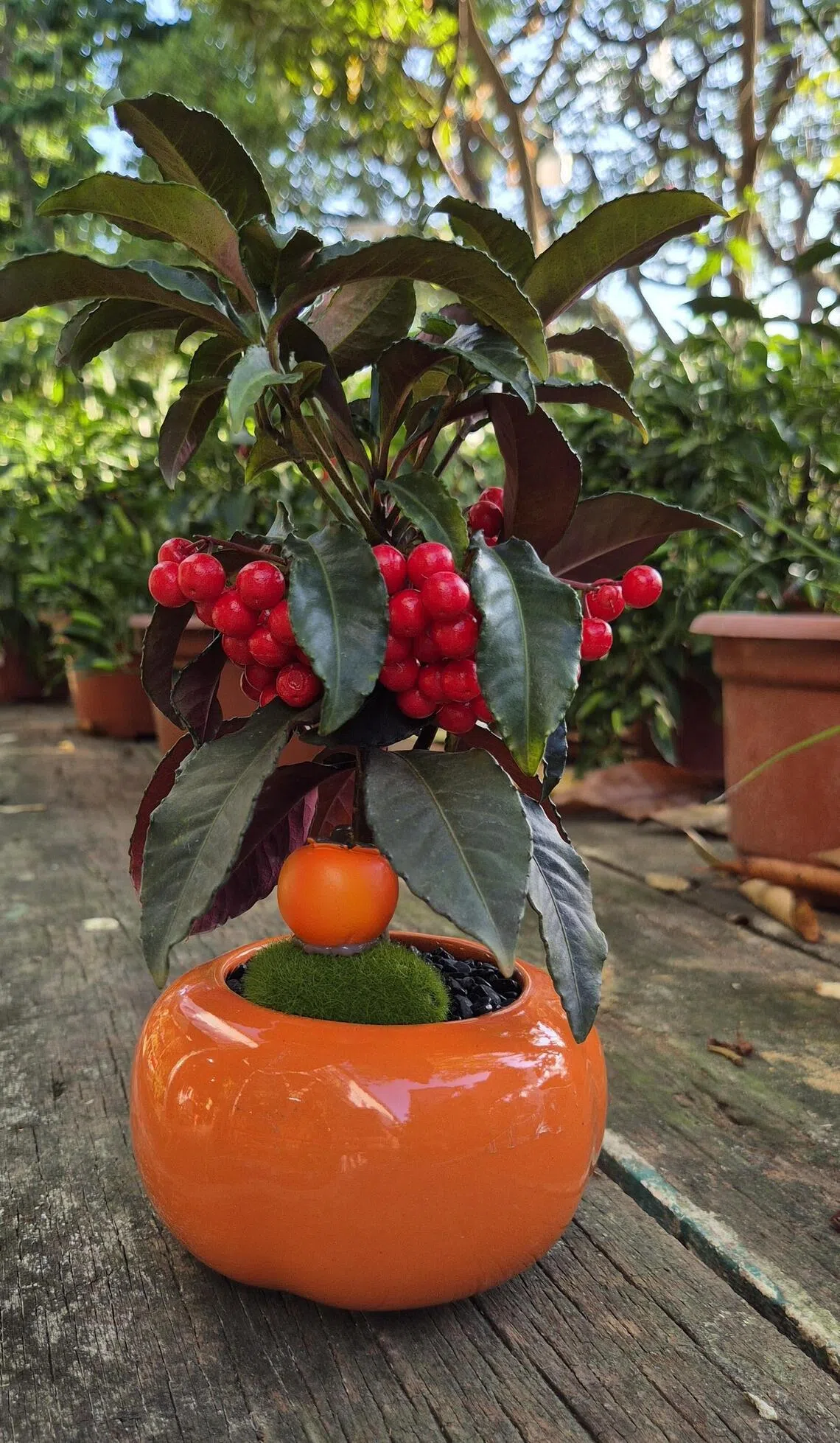 富贵籽盆栽上挂满累累小红果，寓意多子多福，红红火火，素有“黄金万两”美誉。（林弘谕摄）