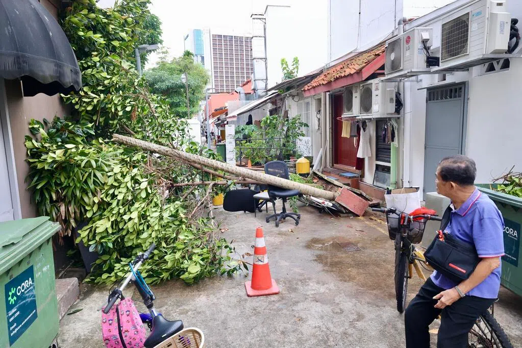 桥北路后巷树木雨中倒下 客工被砸伤送院