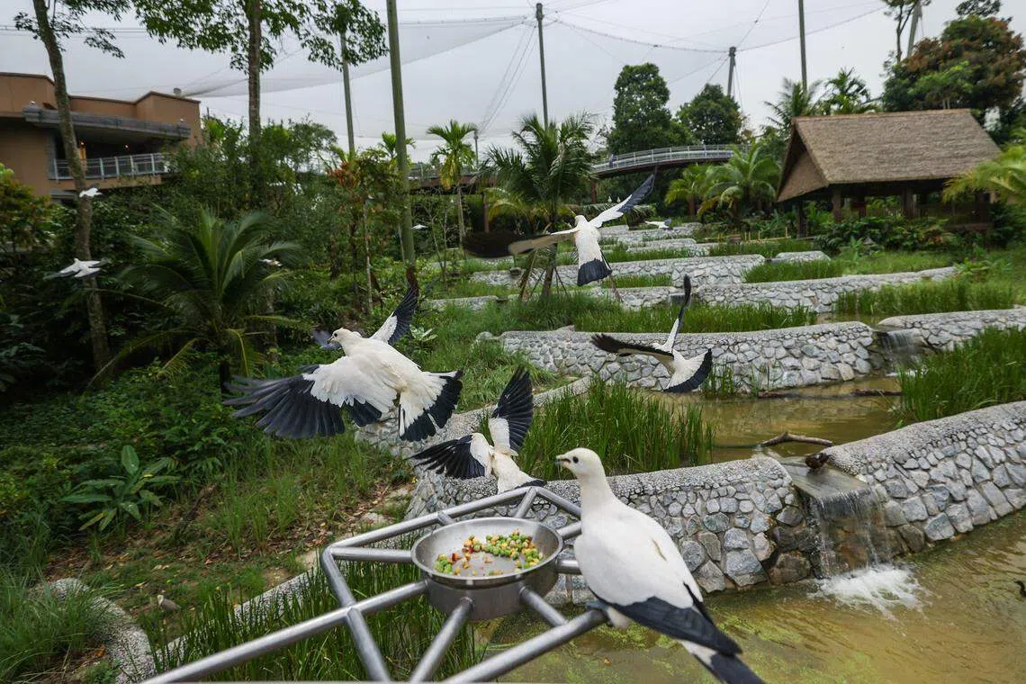 园区按照鸟类的栖息地种类分为非洲森林、亚洲梯田、南美洲湿地、亚马逊雨林等八个主题的户外鸟舍。图为以亚洲梯田为设计灵感的郭氏集团亚洲珍禽区。（白艳琳摄）