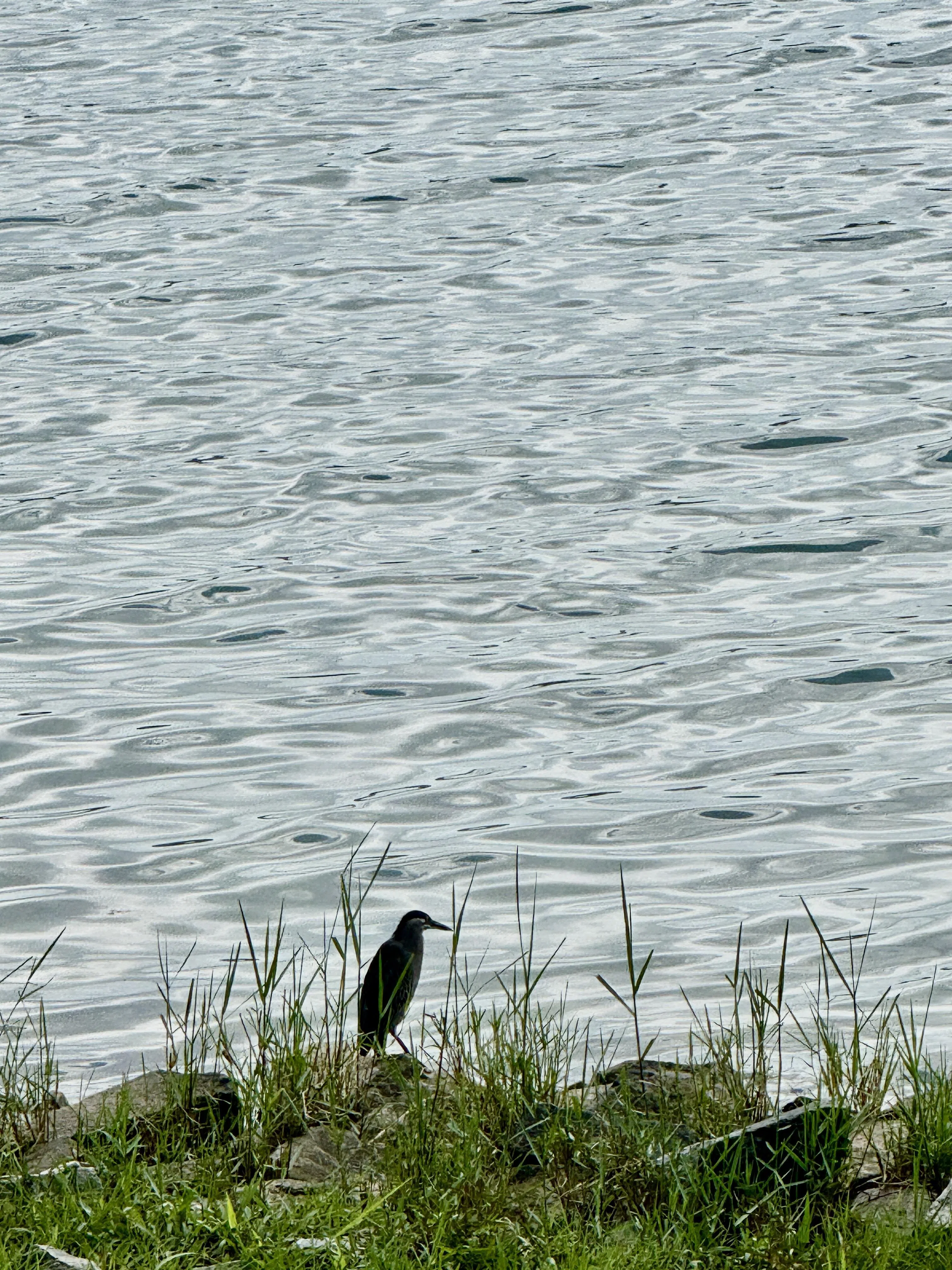 勿洛蓄水池畔的鹭鸶凝神静立，若有所思。（陈映蓁摄）