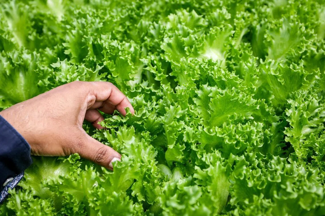 农场主要种植八种蔬菜，包括图中的莴苣。（叶振忠摄）