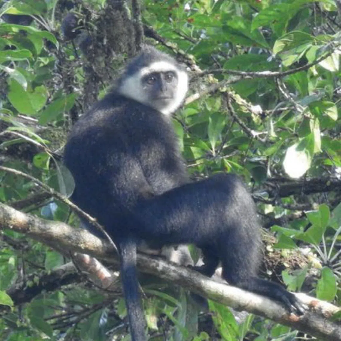 西伯鲁叶猴在印尼栖息，IUCN红色名录等级是濒危。（Ismail Saumanuk/Swaraowa摄）