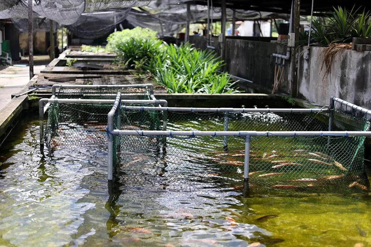 开胜鱼场的29个鱼池，大池可养上万条鱼，每个月的产量超过200吨，并以养殖巴丁鱼为主。（龙国雄摄）