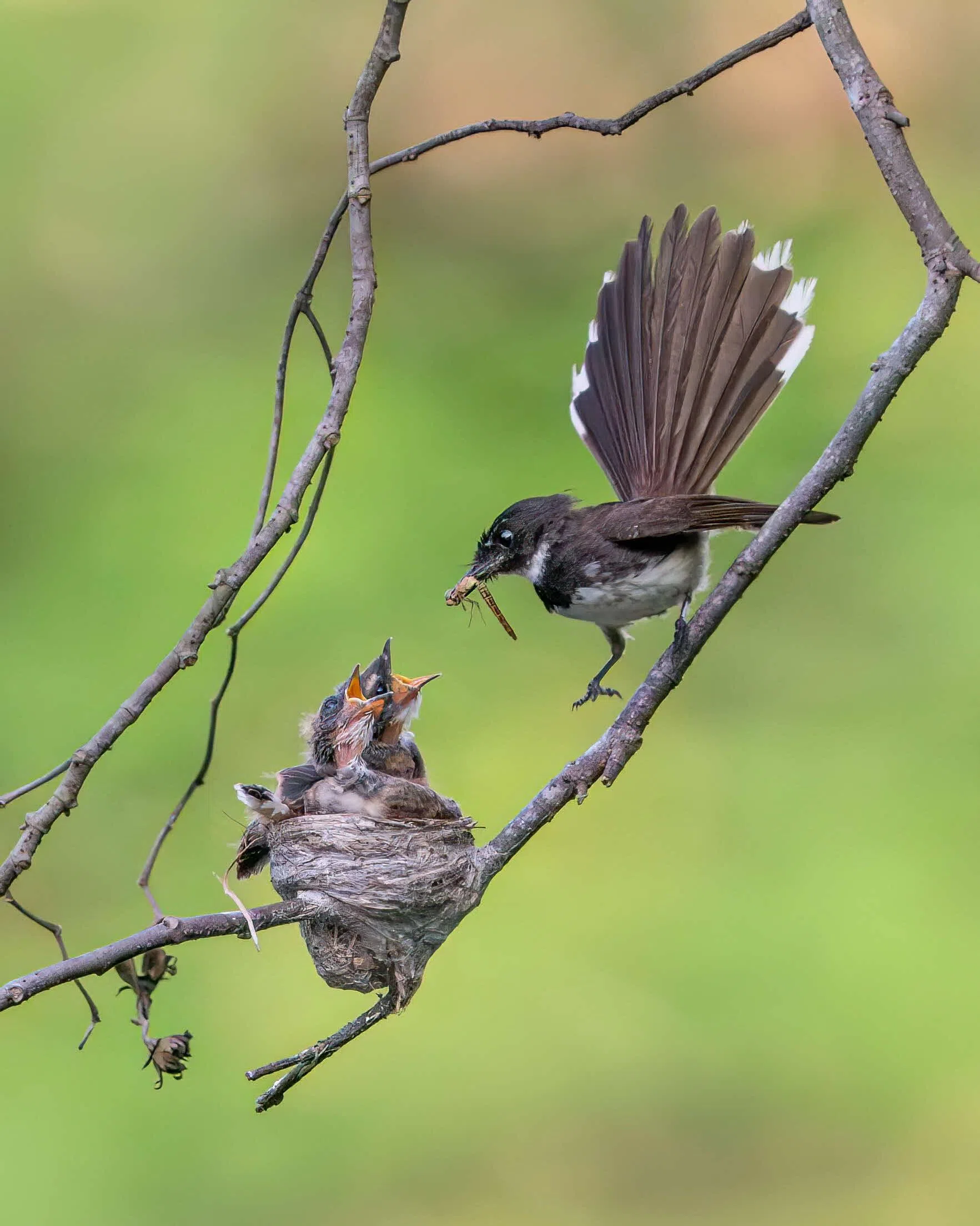 马来斑扇尾鹟捕食后，带回到窝里喂养嗷嗷待哺的幼鸟。（新加坡植物园提供／陈川贤摄）