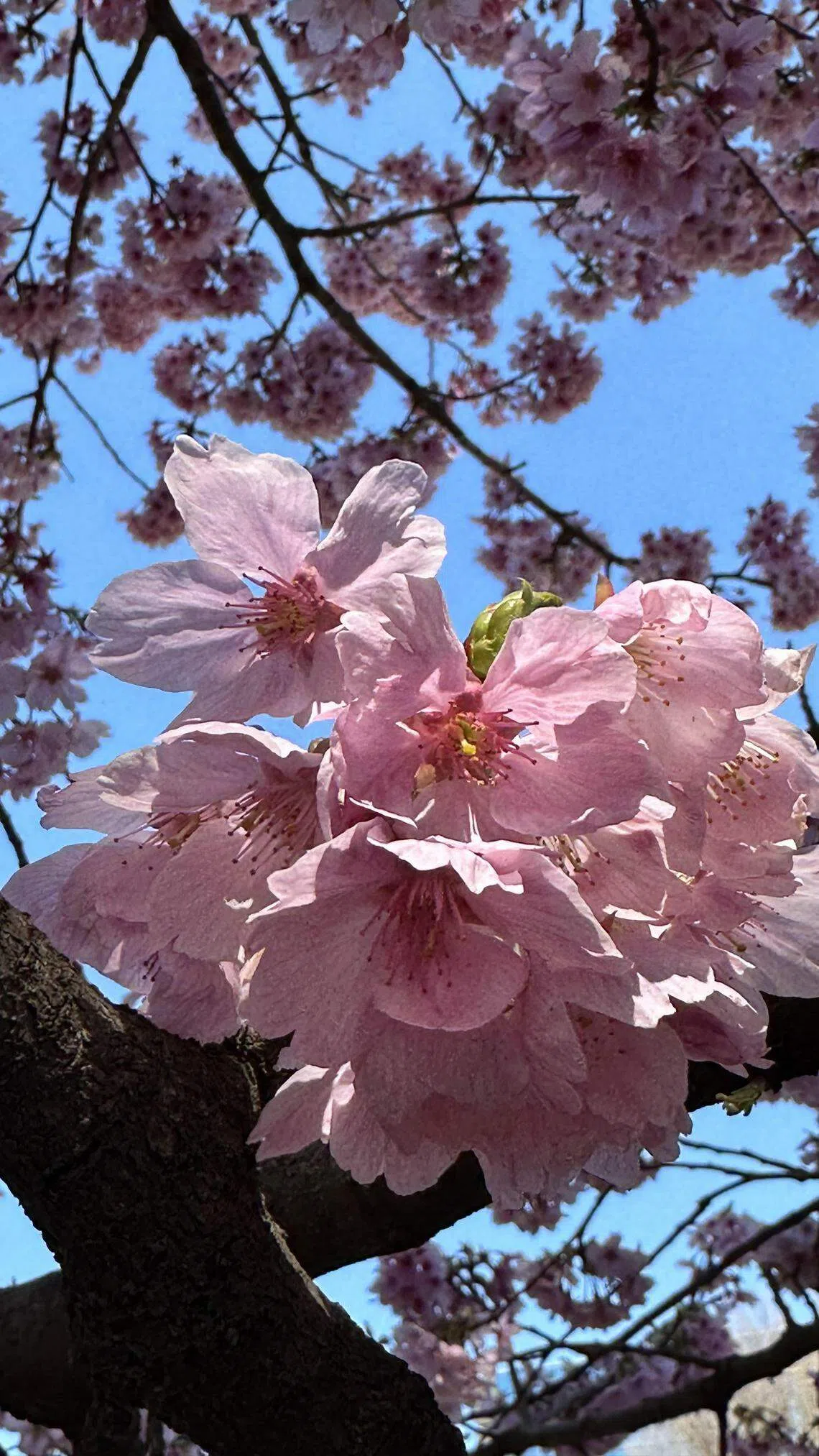 黝黑的树枝，衬托出粉红樱花的娇嫩。（黄向京摄）