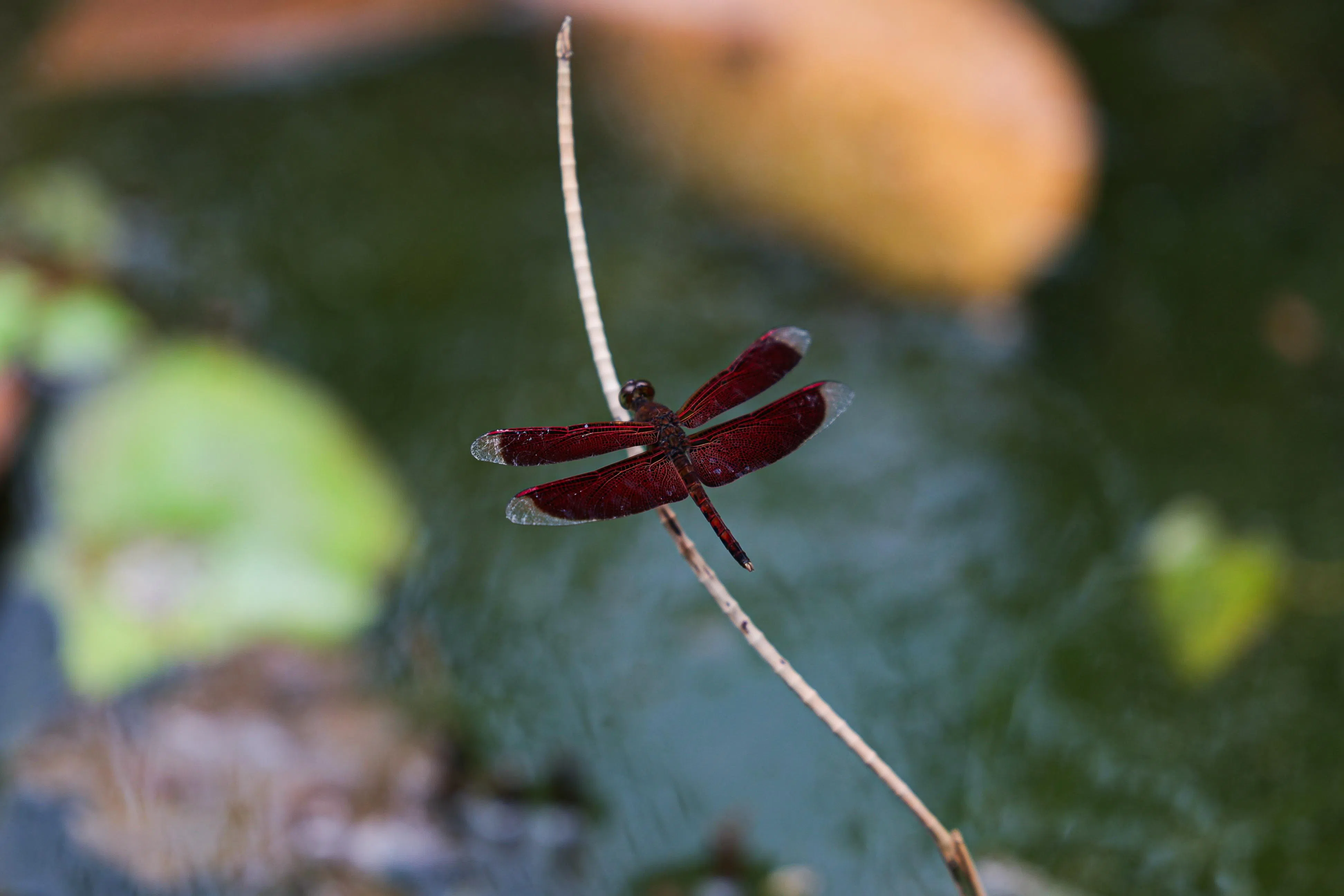 蜻蜓静止不动的时候会张开翅膀。这是本地公园池塘常见的红脉蝶蜻蛉（common parasol）。（李冠卫摄）
