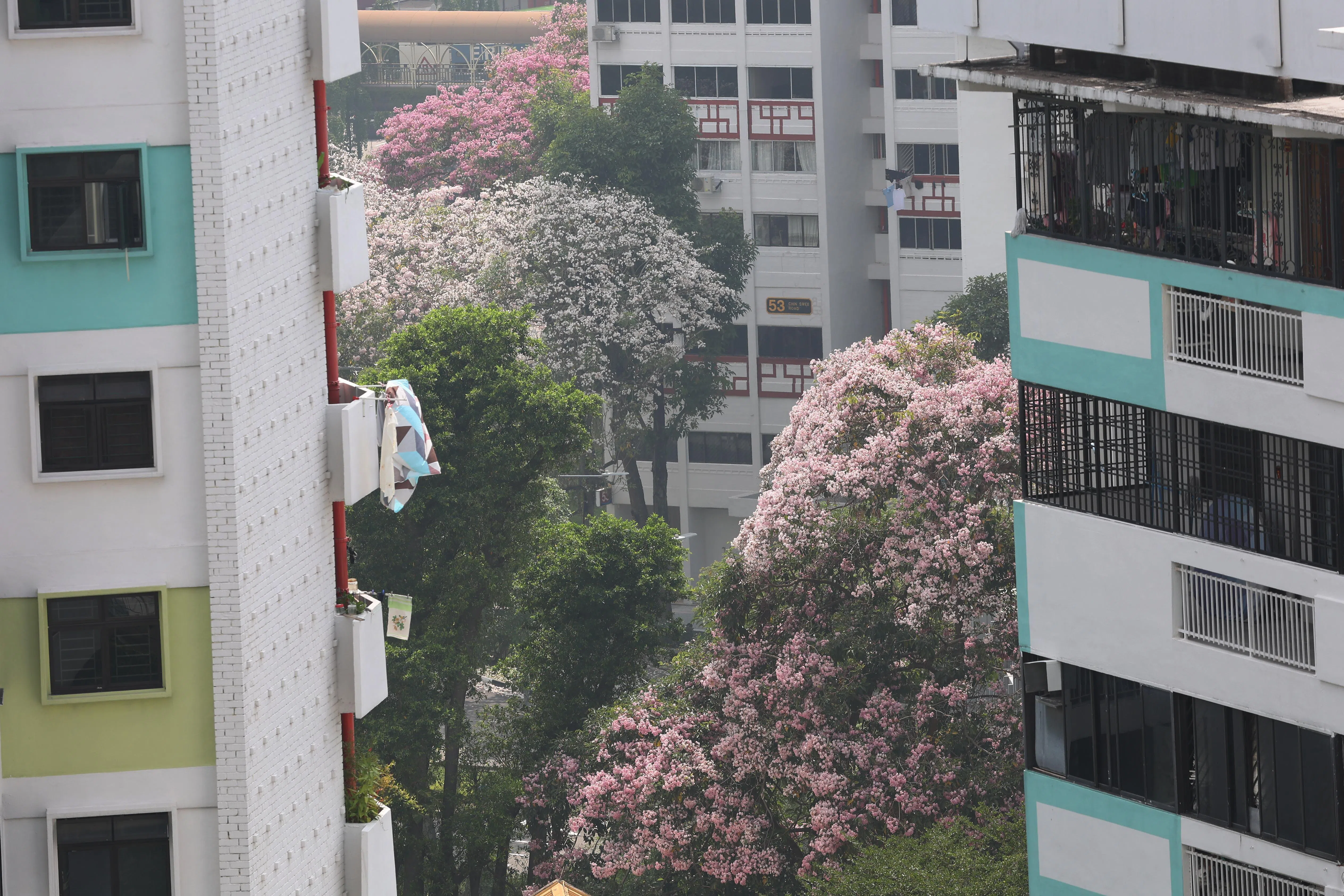 9月30日，中峇鲁振瑞路第53座组屋周边，盛放的粉花风铃木环绕，使邻里霎时亮了起来。（蔡家增摄）