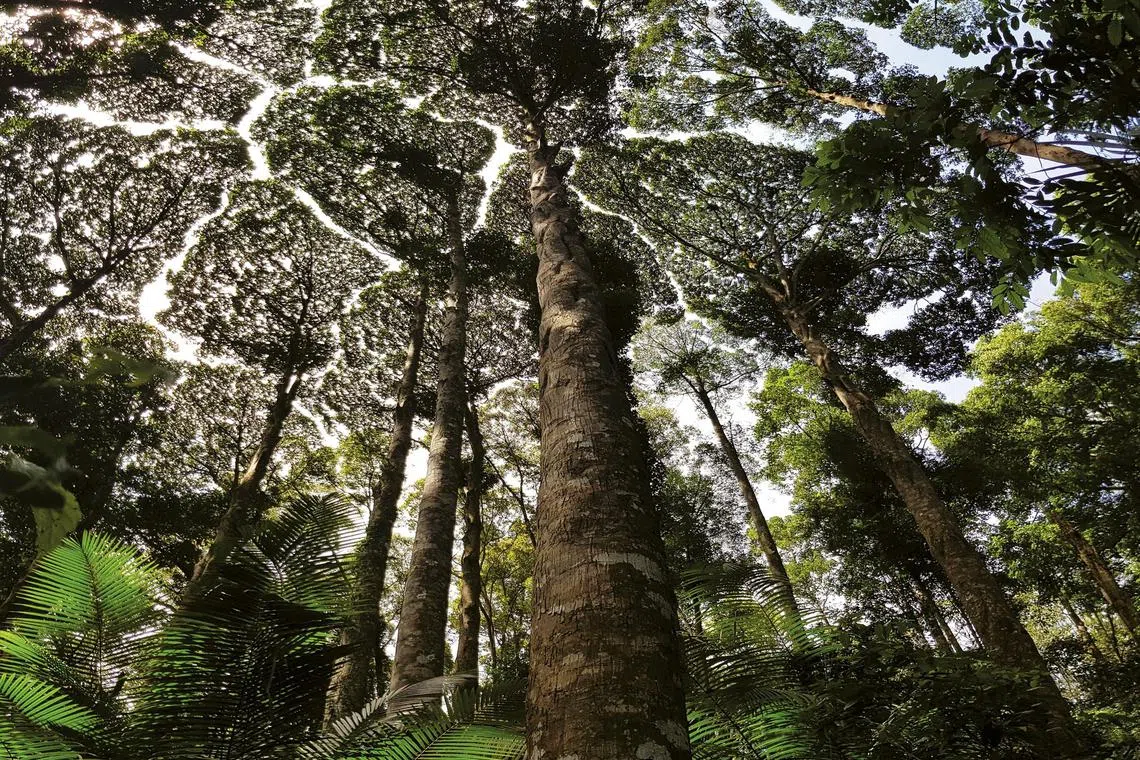 马来西亚雪兰莪森林公园距离吉隆坡市中心大约20公里。森林公园内有许多参天大树，身在其中，抬头就能观赏到自然界神奇的树冠羞避现象。树冠羞避指的是一些特定树种会有的自然现象，即相邻的树木在拥挤空间里，树冠互不遮挡，形成一个沟状的开口。（取自联合国教科文组织官网）