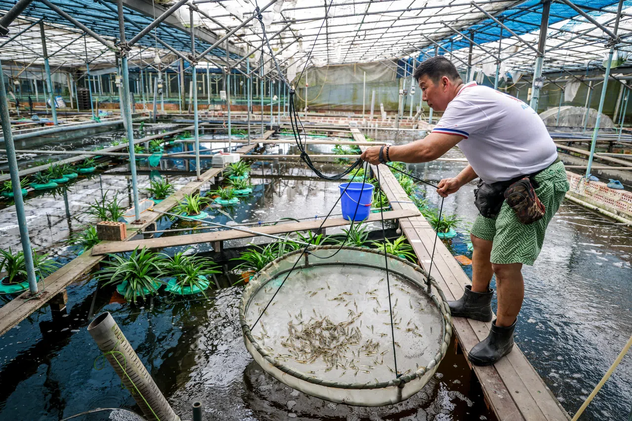 日本锦鲤农场董事经理白振成指出，养虾最大的挑战是本地没有虾苗培育场，小型农场要与外国供应商洽谈，锁定稳定的虾苗供应，同时确保虾苗健康尤其困难。（叶振忠摄）