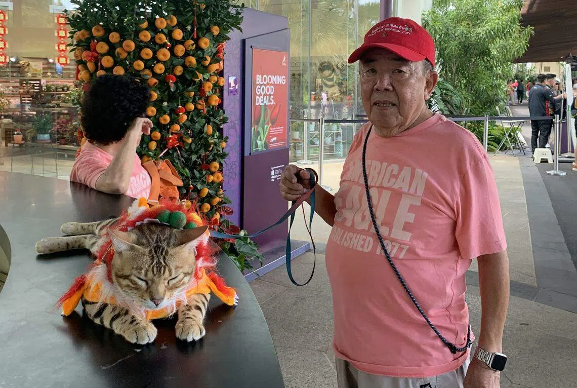 宠物猫菠萝油时常与主人李建金（右）一起逛滨海湾花园，它走累了会跳上石凳或柜台休息打盹。（许翔宇摄）