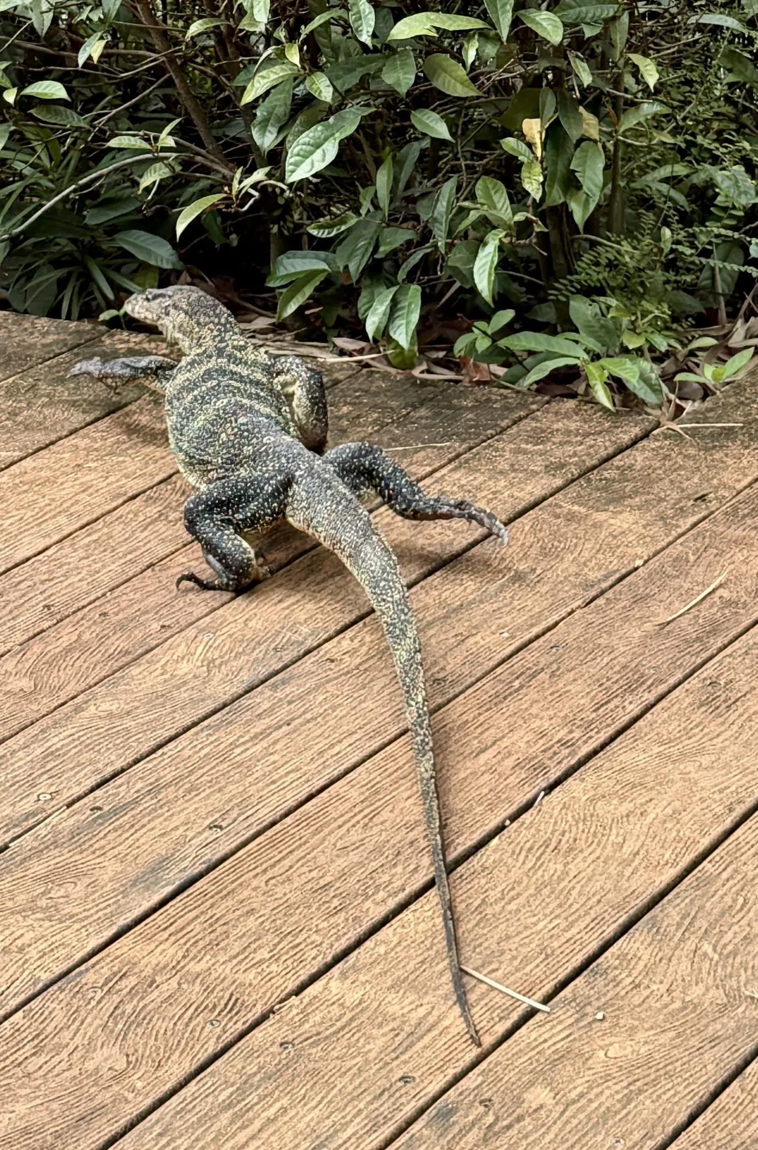 散步别太急促，才不会吓着四脚蛇，据说它是吉祥的象征，遇见它预示着好运和幸福。（陈映蓁摄）