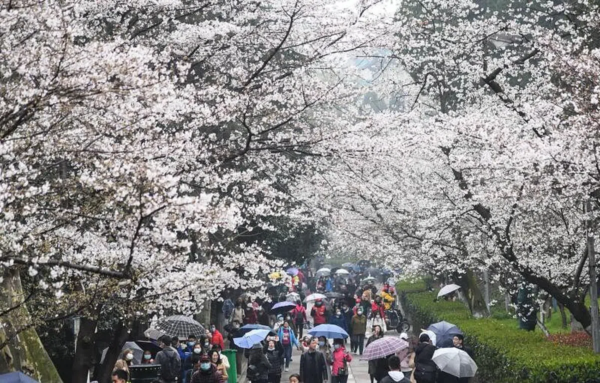 以樱花闻名的武大每年都有许多游客慕名而来。（新华社）