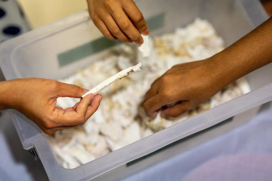 捡起较大的骨头，放在遗骨上面。（叶振忠摄）