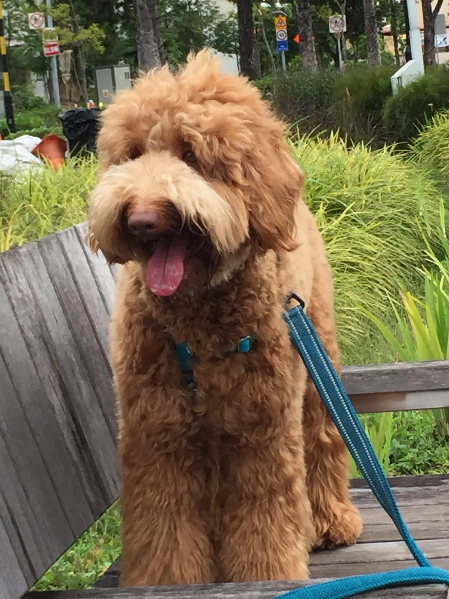 拉布拉多贵宾犬Gunther。（受访者提供）