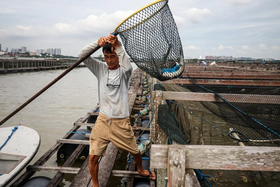 林鑫源偶尔会和工人们一起抓鱼，虽然常年的体力活让他身上有了不少病痛，但对大海的热爱还是让他闲不住脚。（关俊威摄）