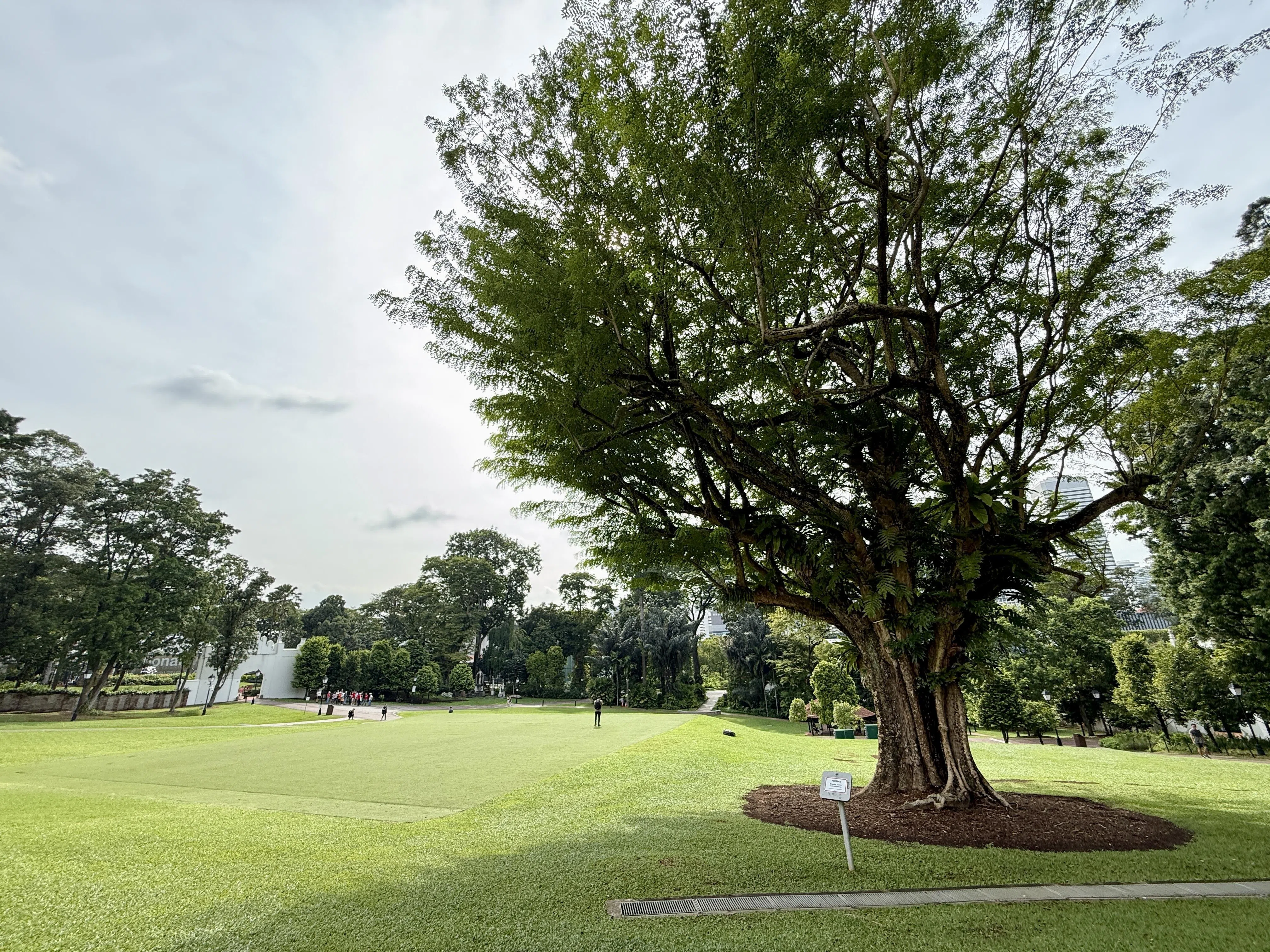 福康宁中心前方大草坡上的奥氏黄檀（#12：Tamalan Tree / Dalbergia oliveri）。（陈映蓁摄）