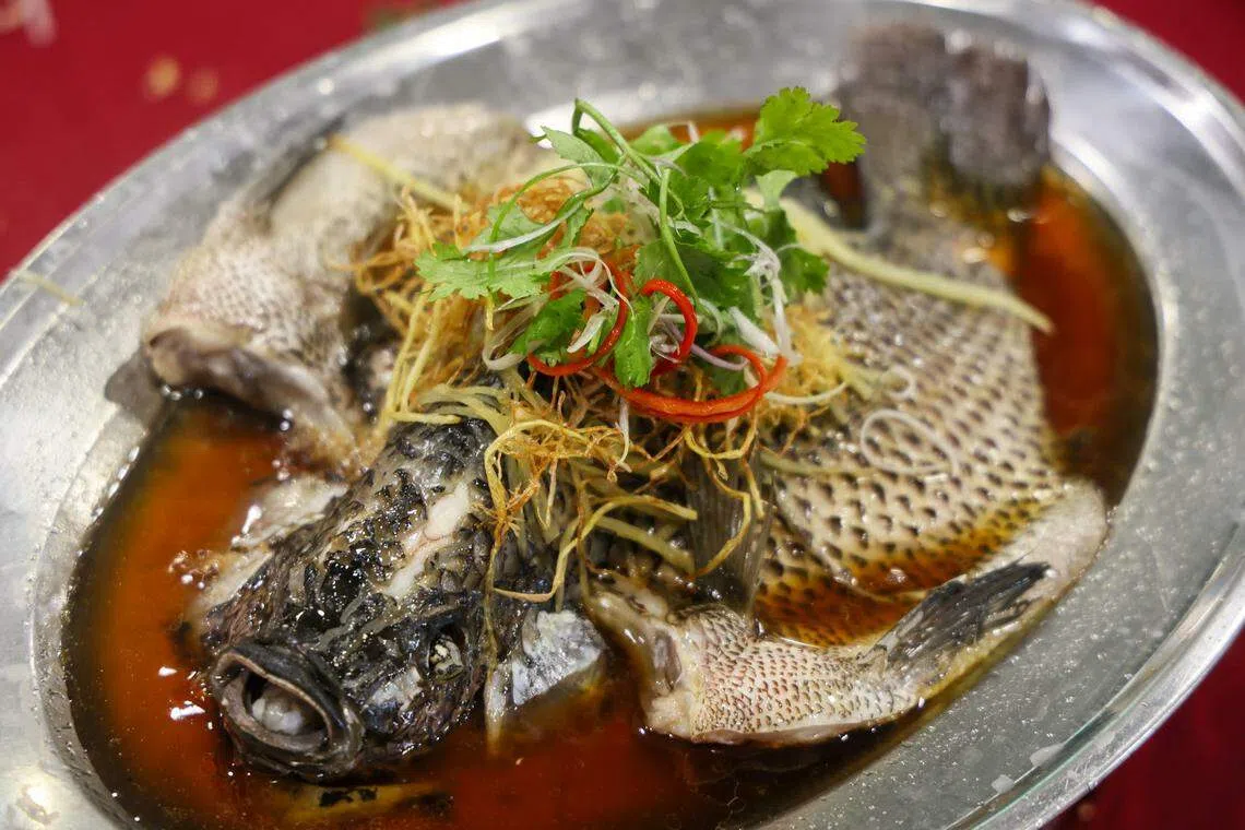 港蒸新洲非鱼肉质鲜嫩，微腥味容易忽视。（卓祾祎摄）