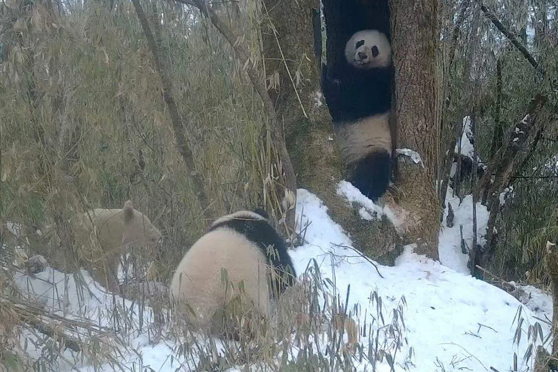 有关工作人员认为，画面中的熊猫妈妈极有可能是白色大熊猫的妈妈。（新华社）