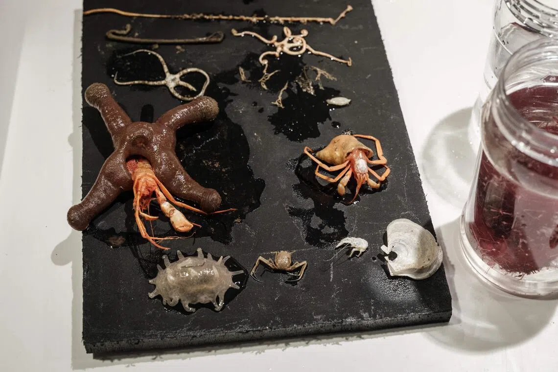 海洋探索号在苏拉威西岛附近海域发现一些未知的深海生物，带回一些样本深入研究。（法新社）