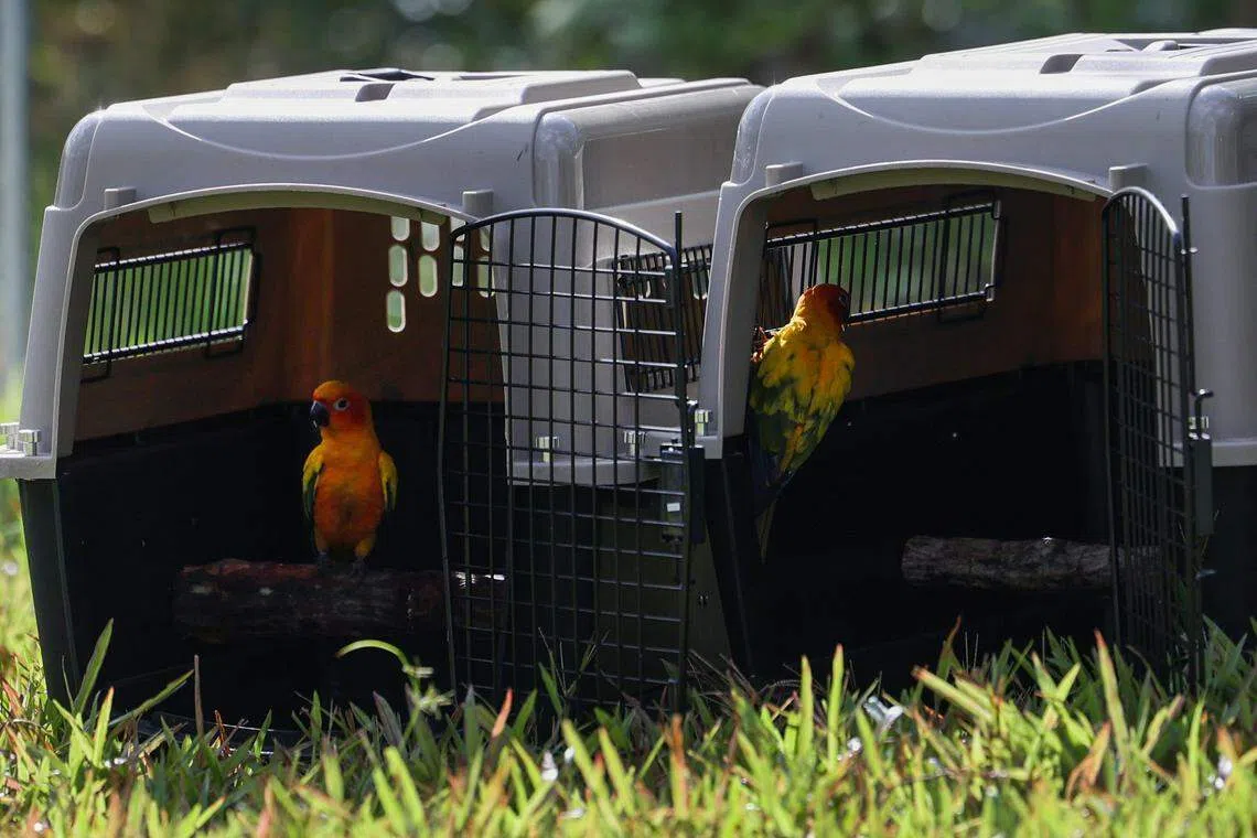 3月22日搬运当天，一只太阳锥尾鹦鹉飞出笼子后有些异样，送去飞禽医院留医观察。（白艳琳摄）