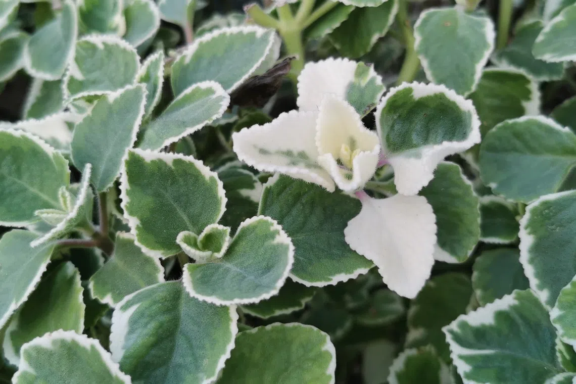 到手香不开花，一样让人手留余香。（夏心摄）