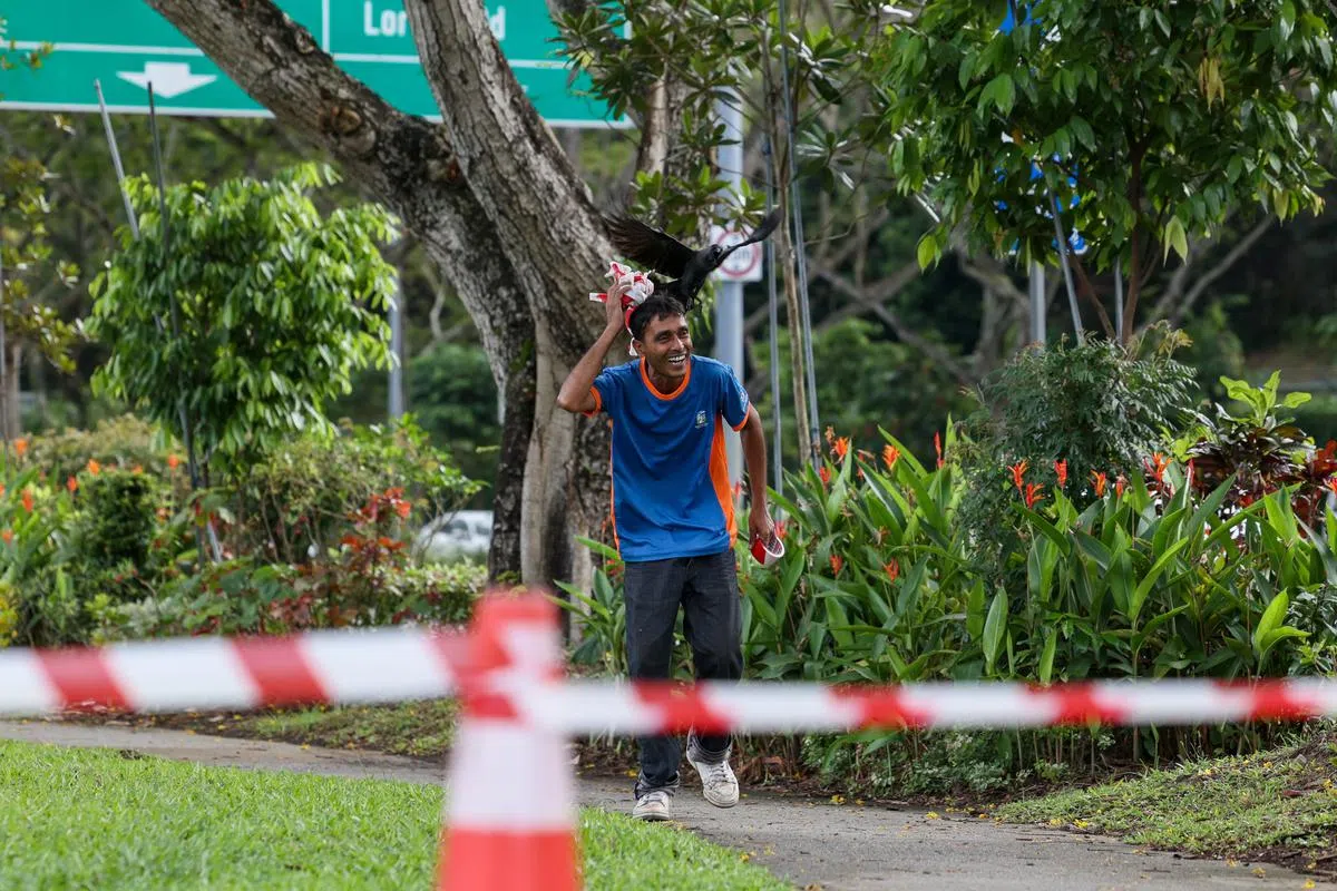 工作人员封锁走道，拉起封锁线时，也遭到乌鸦的攻击。（卓祾祎摄）