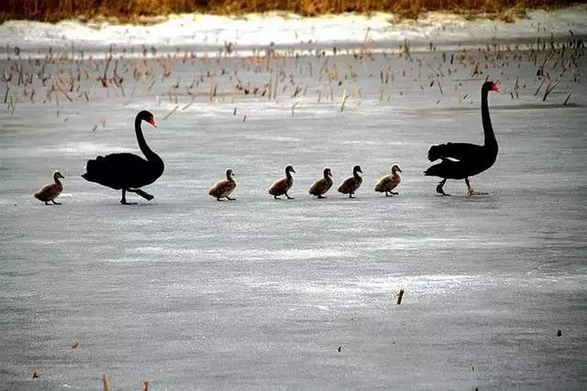 黑天鹅爸爸和妈妈带着六个宝宝在冰面上走过。（互联网）