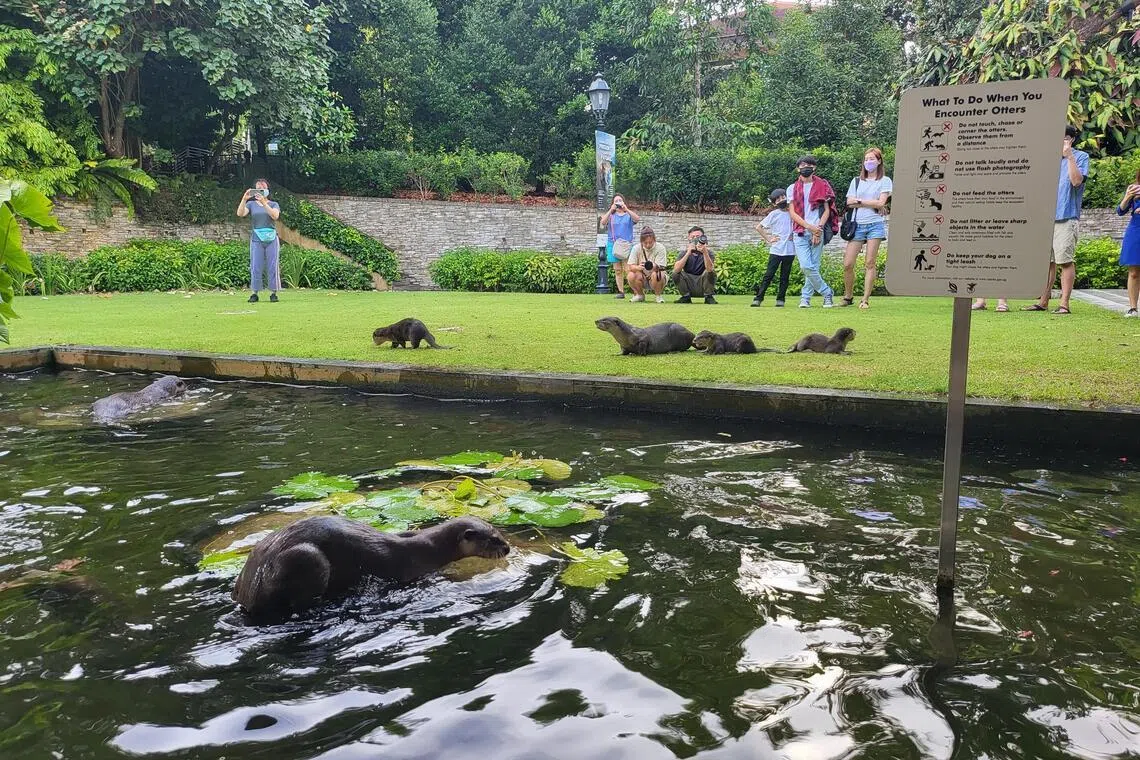为减少獭群与公众发生冲突，国家公园局正密切关注獭群的活动，并研究推行绝育计划的必要。（档案照片）