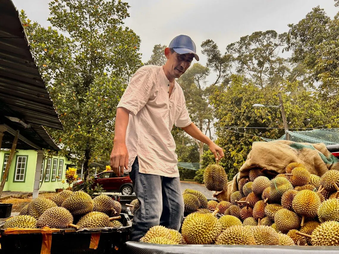 馬來西亞榴槤在全球超夯，賣到超過40個市場。