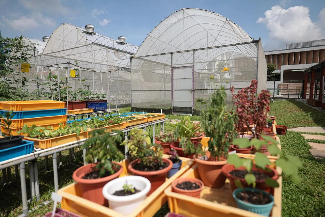 MINDS后港区域中心增设温室，可用来培训受惠者种植蔬菜。（李冠卫摄）