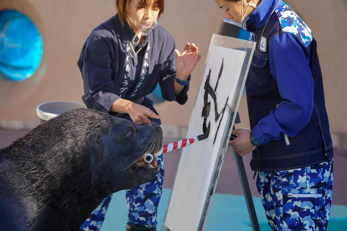 日本横滨八景岛海洋乐园内，一头名为Leo的雄性海狮在饲养员的指导下，嘴握一支特制的T形毛笔，在白纸上写下大大的“寅”字，以迎接壬寅虎年。（法新社）