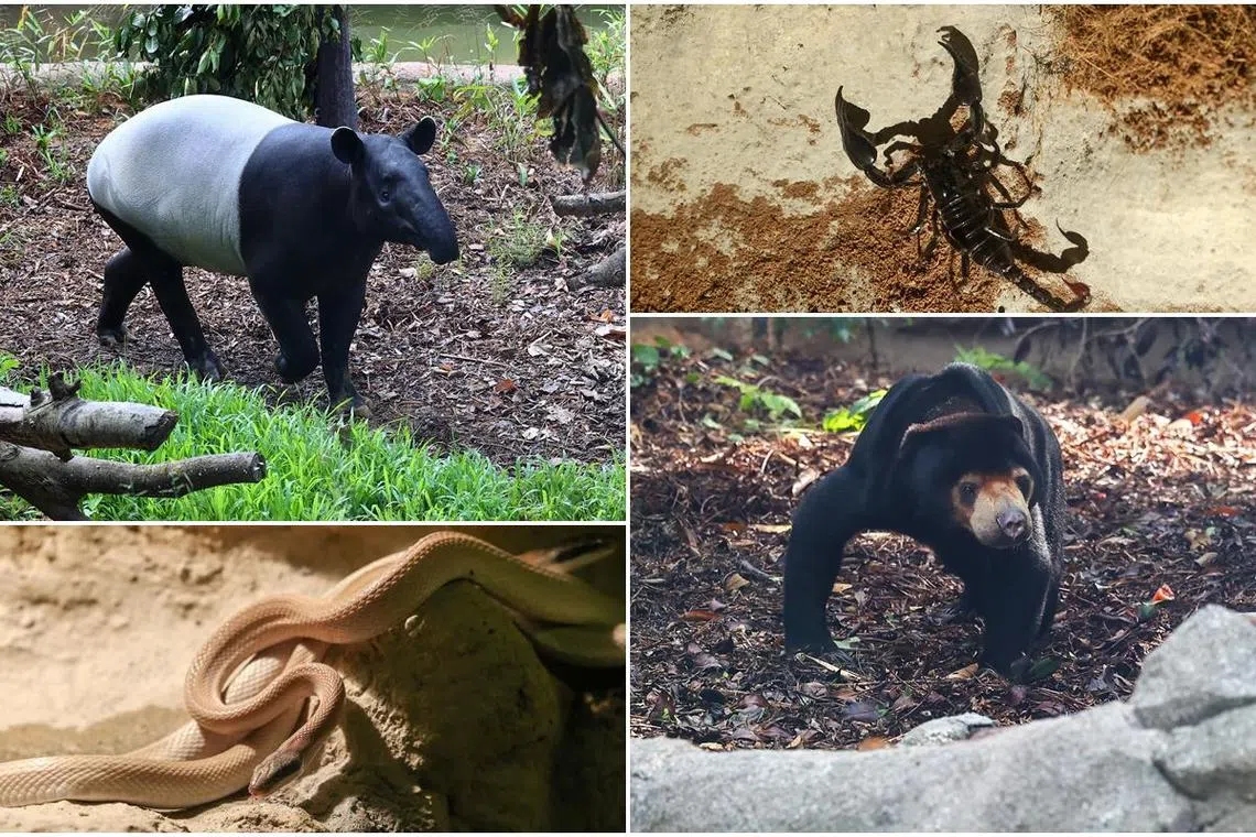 游客可以在葱郁的树冠下、洞穴迷宫中探索不同的动物栖息地，发现马来貘（Malayan Tapir）、马来熊（Malayan Sun Bear），也可以选择探寻黑蝎子、蛇等生物的刺激小路。（陈渊庄摄）