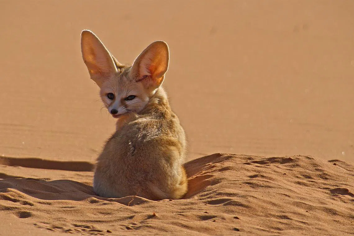 可爱的耳廓狐遭人类为了取乐猎杀。（BBC Studios提供）