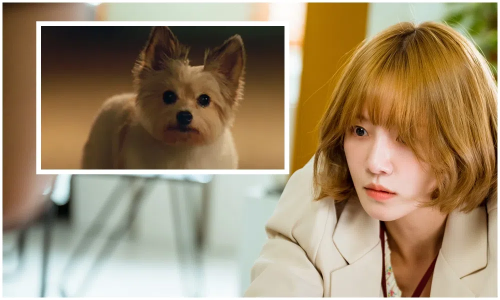朴圭瑛剧中只要接吻，就会变成一只小狗。（Viu提供）