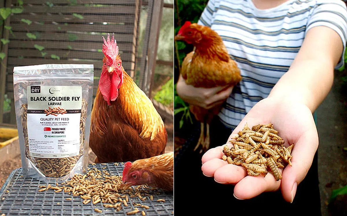 昆虫农场适合所有年龄段访客，10岁以下的孩子须由成人陪同参观。（图／Insectta 提供）